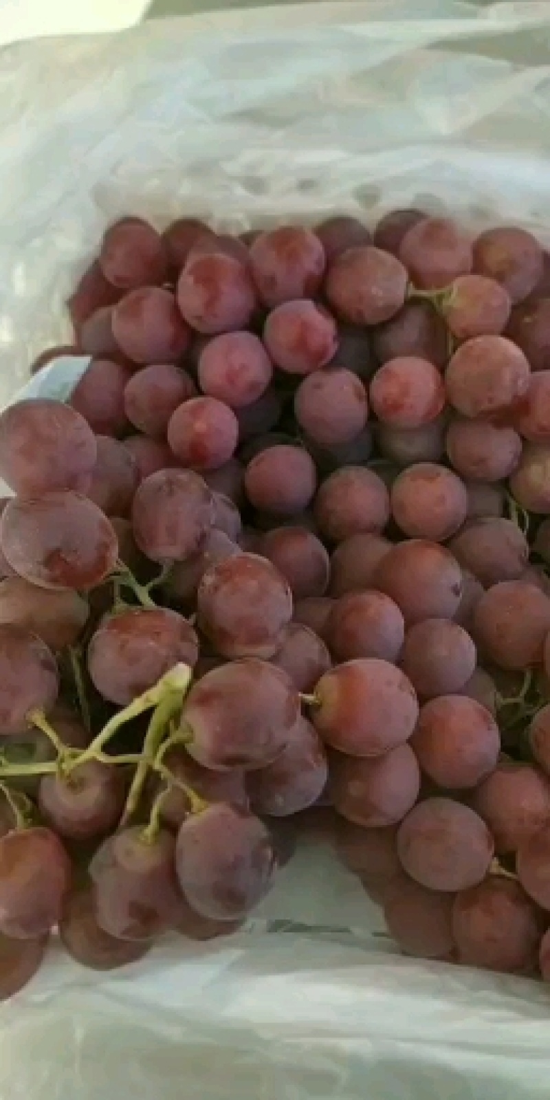 大漠葡萄