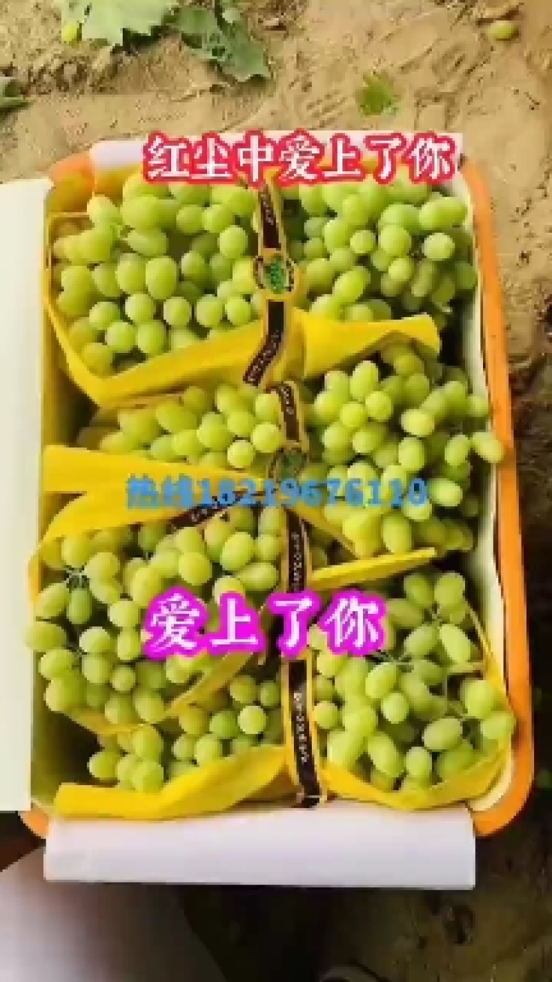 大漠葡萄
