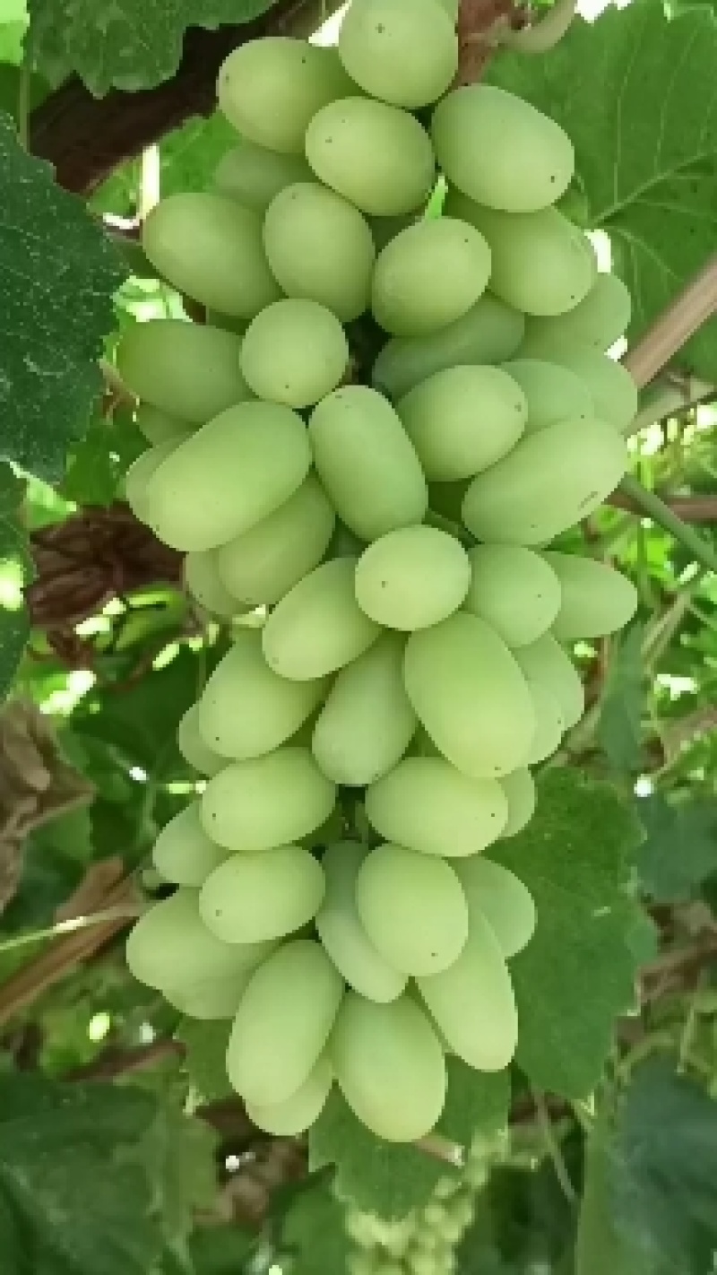 大漠葡萄