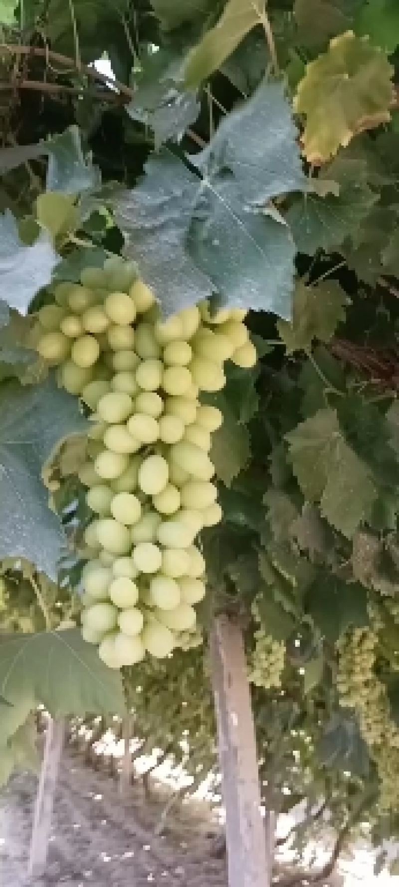 大漠葡萄