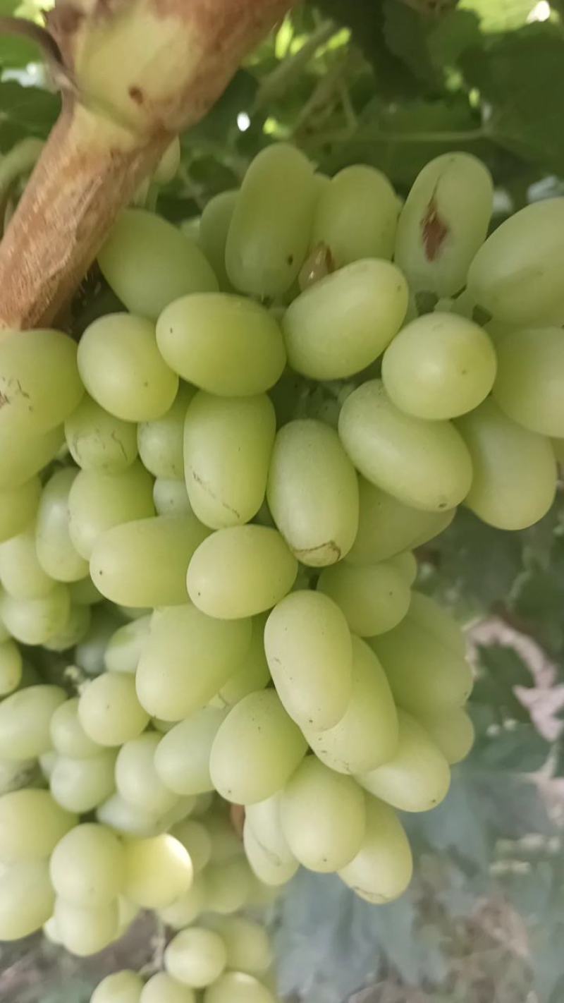 大漠葡萄