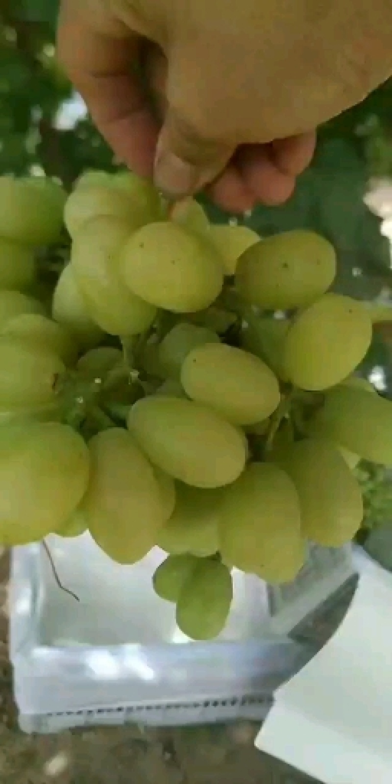 大漠葡萄