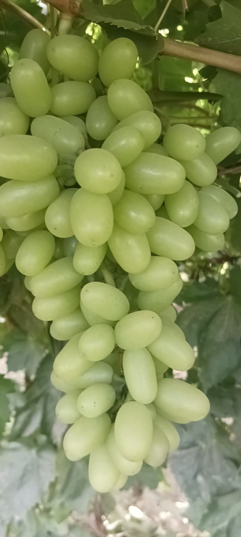 大漠葡萄