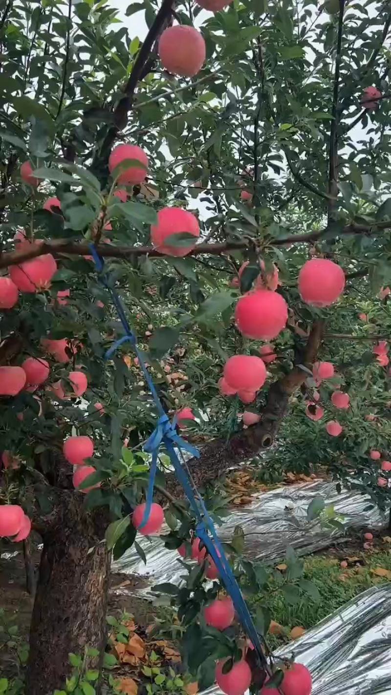 辽宁绥中嘎啦苹果，个大，口感甜脆，货源充足