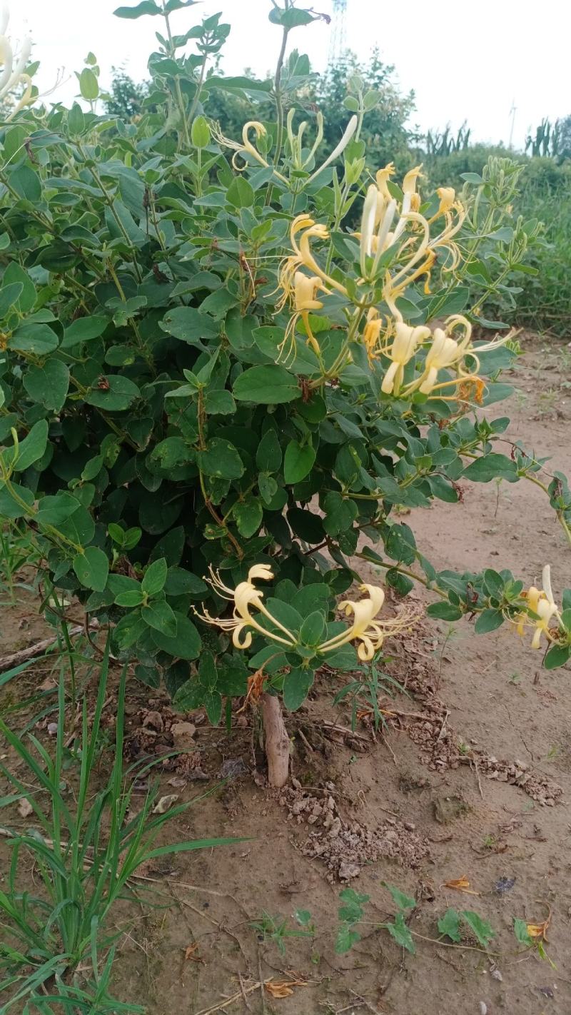 四季金银花盆栽地栽都可以，适合阳台庭院观赏看花