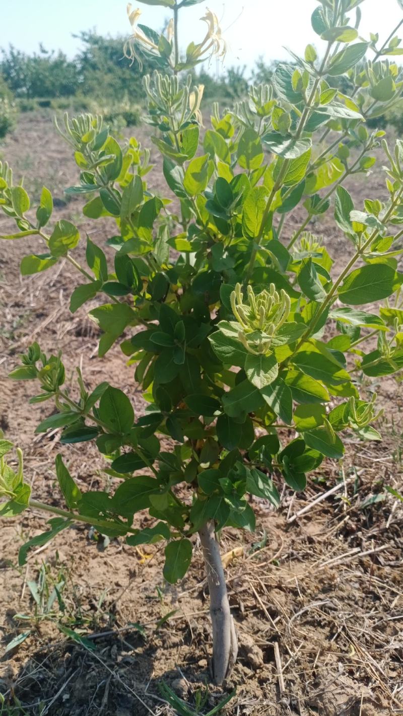 四季金银花盆栽地栽都可以，适合阳台庭院观赏看花