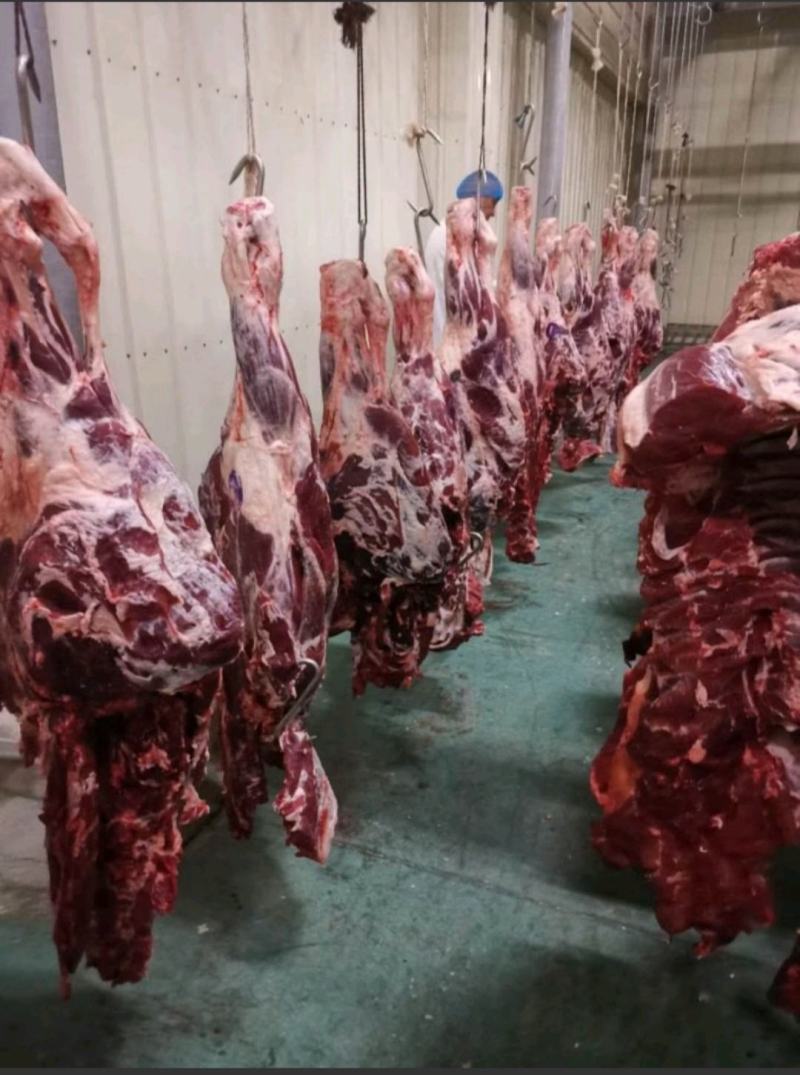 国产清真纯干鲜牛肉，纯绿色鲁西小黄牛，手续齐全，精修去油