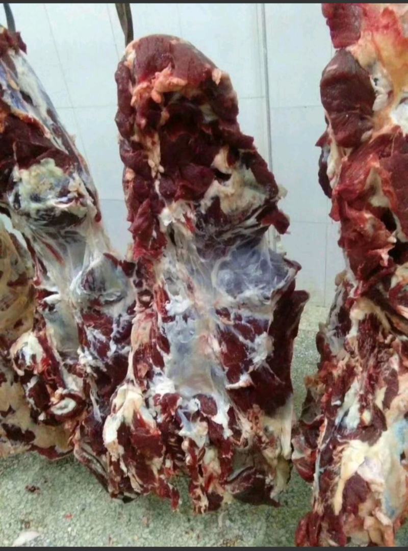 国产清真纯干鲜牛肉，纯绿色鲁西小黄牛，手续齐全，精修去油