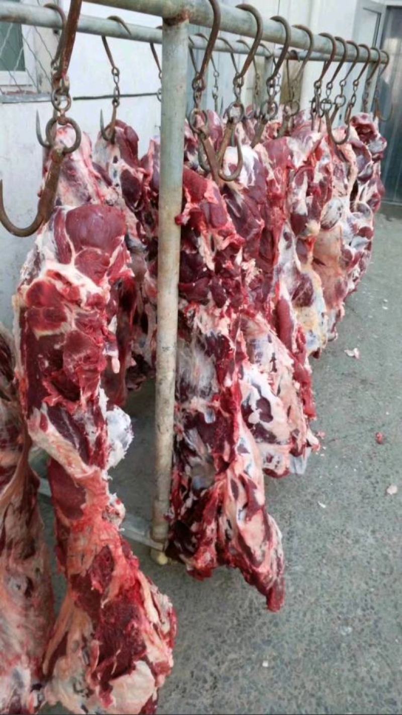 国产清真纯干鲜牛肉，纯绿色鲁西小黄牛，手续齐全，精修去油
