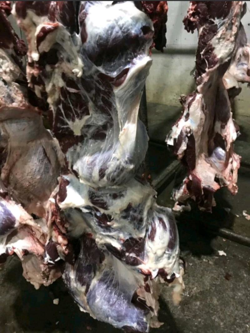 国产清真纯干鲜牛肉，纯绿色鲁西小黄牛，手续齐全，精修去油