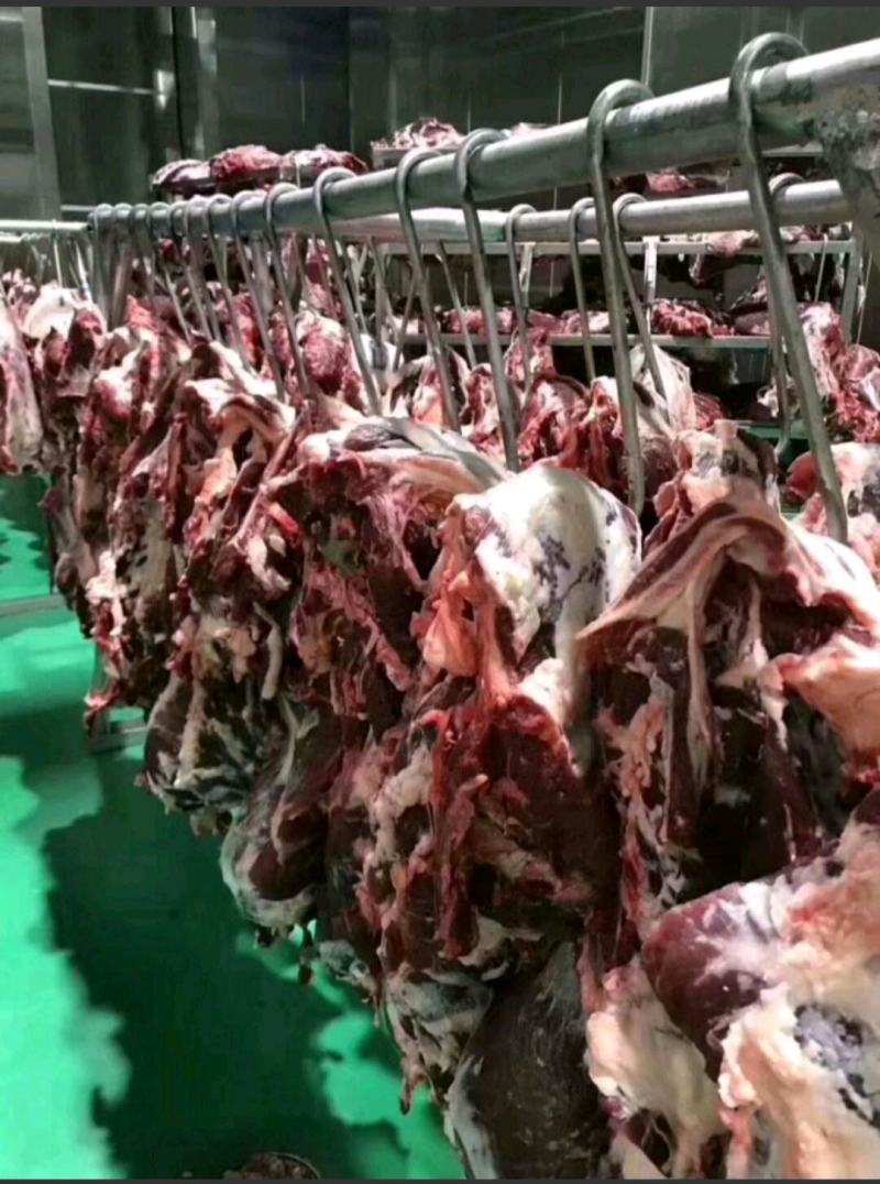 国产清真纯干鲜牛肉，纯绿色鲁西小黄牛，手续齐全，精修去油