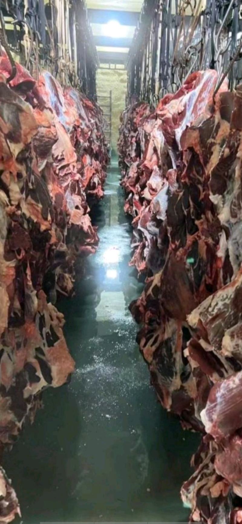 国产清真纯干鲜牛肉，纯绿色鲁西小黄牛，手续齐全，精修去油