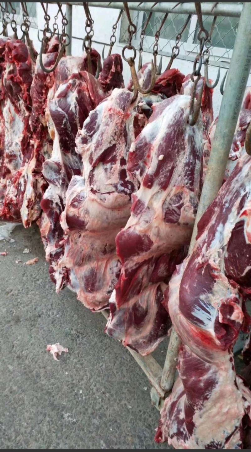 国产清真纯干鲜牛肉，纯绿色鲁西小黄牛，手续齐全，精修去油