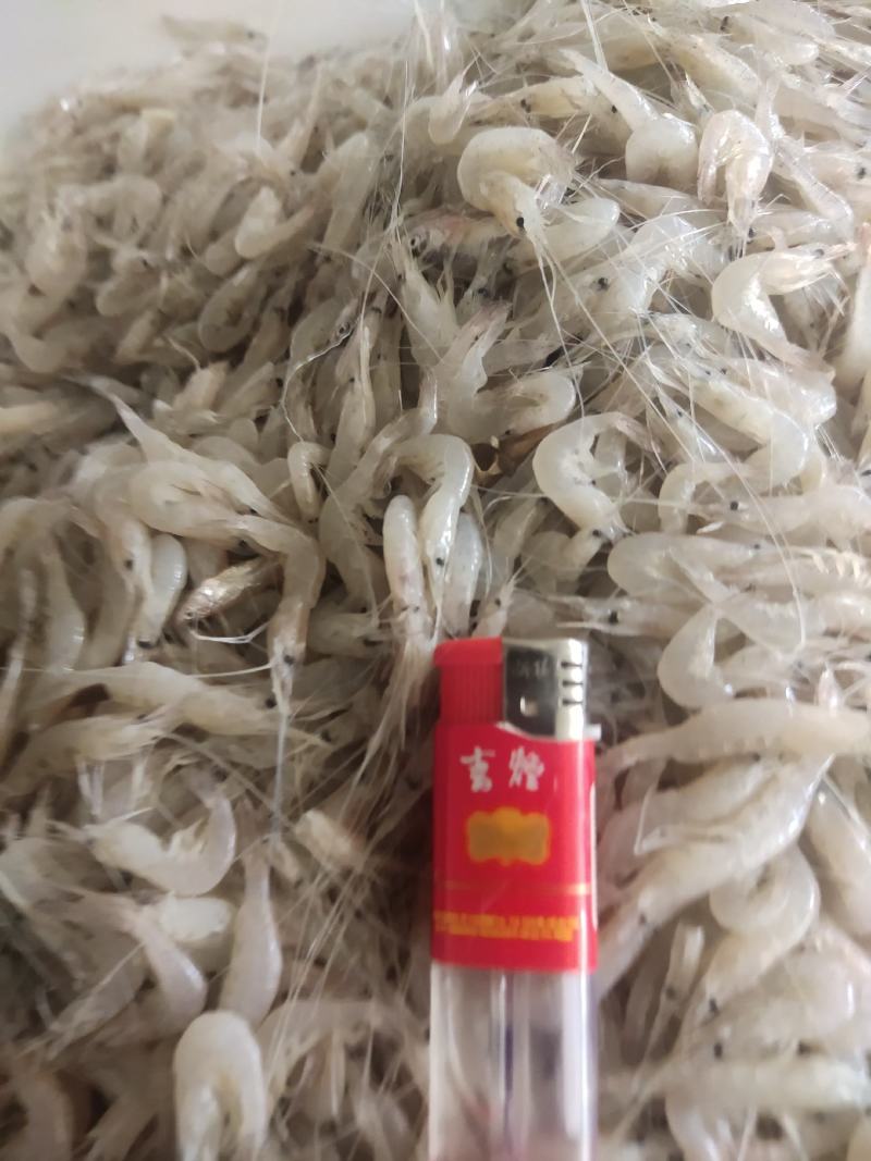 河虾小河虾白米虾秀丽白虾淡水湖虾冻板白虾