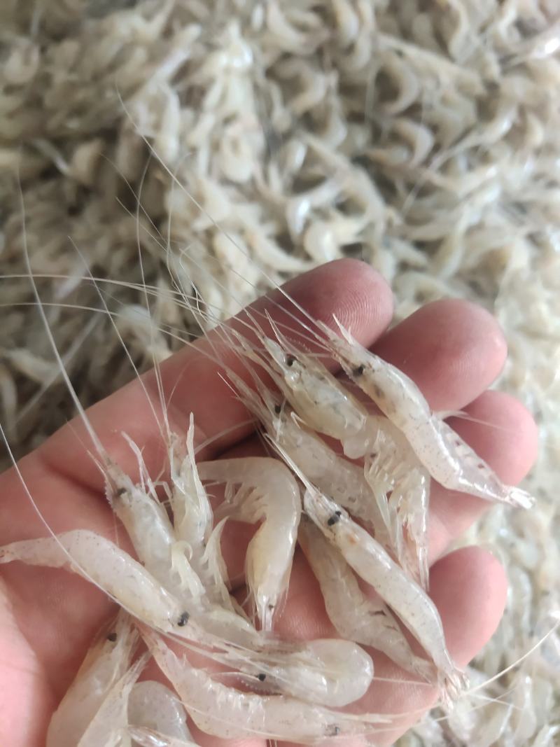 河虾小河虾白米虾秀丽白虾淡水湖虾冻板白虾