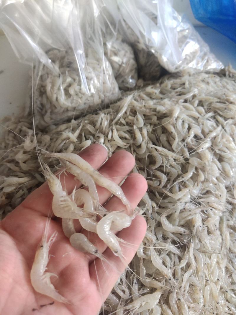 河虾小河虾白米虾秀丽白虾淡水湖虾冻板白虾