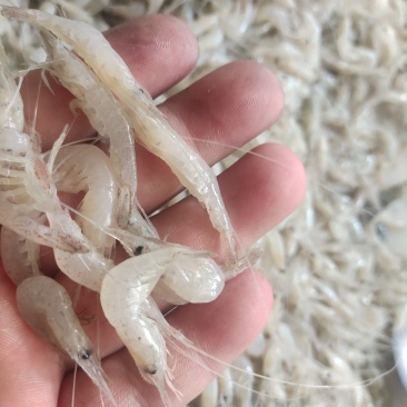 河虾小河虾白米虾秀丽白虾淡水湖虾冻板白虾