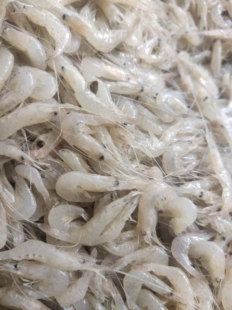 河虾小河虾白米虾秀丽白虾淡水湖虾冻板白虾