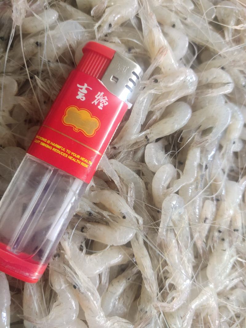 河虾小河虾白米虾秀丽白虾淡水湖虾冻板白虾