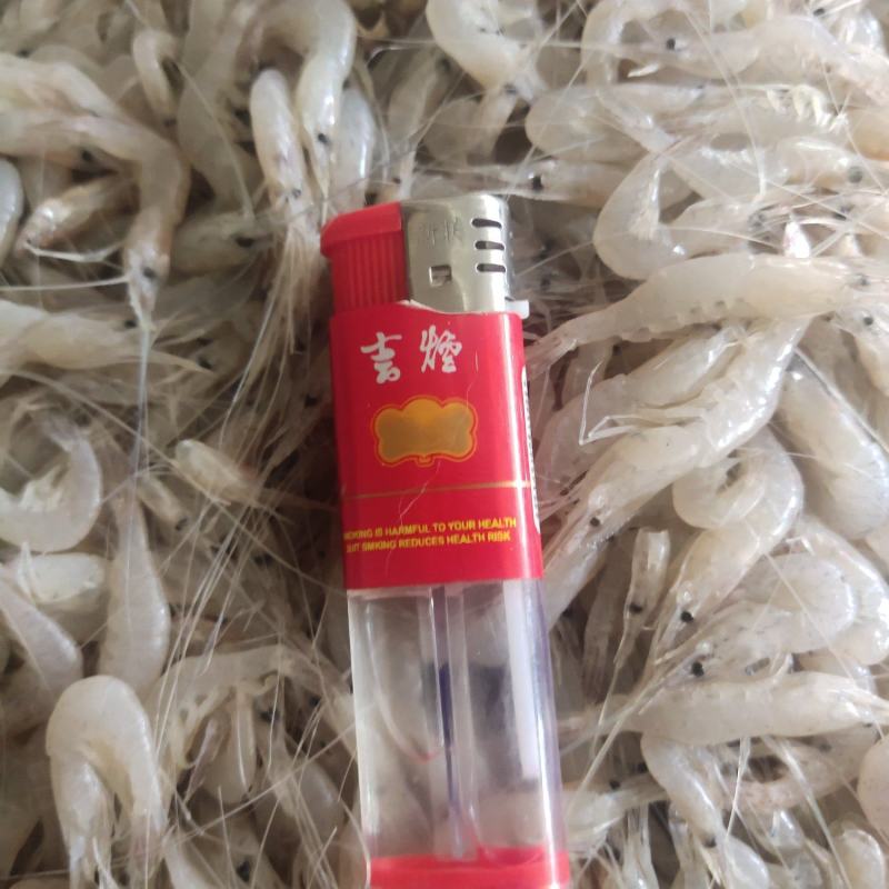 河虾小河虾白米虾秀丽白虾淡水湖虾冻板白虾