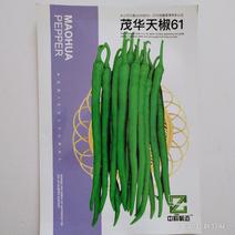中科茂华天椒61线椒种子条椒二荆条椒长50厘米辣味香