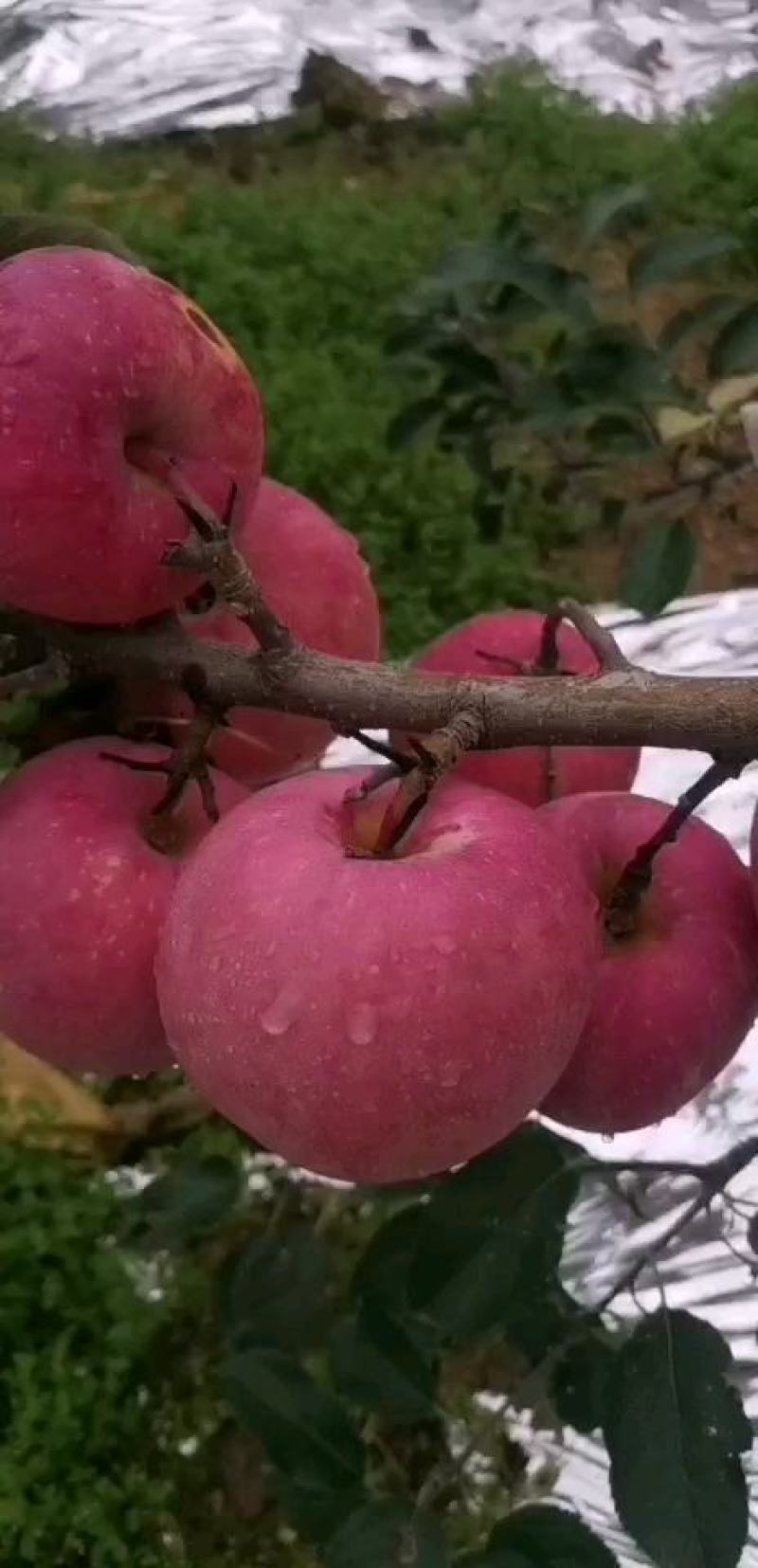 烟台栖霞红富士苹果代办，产地批发质优价廉，高品质的苹果，