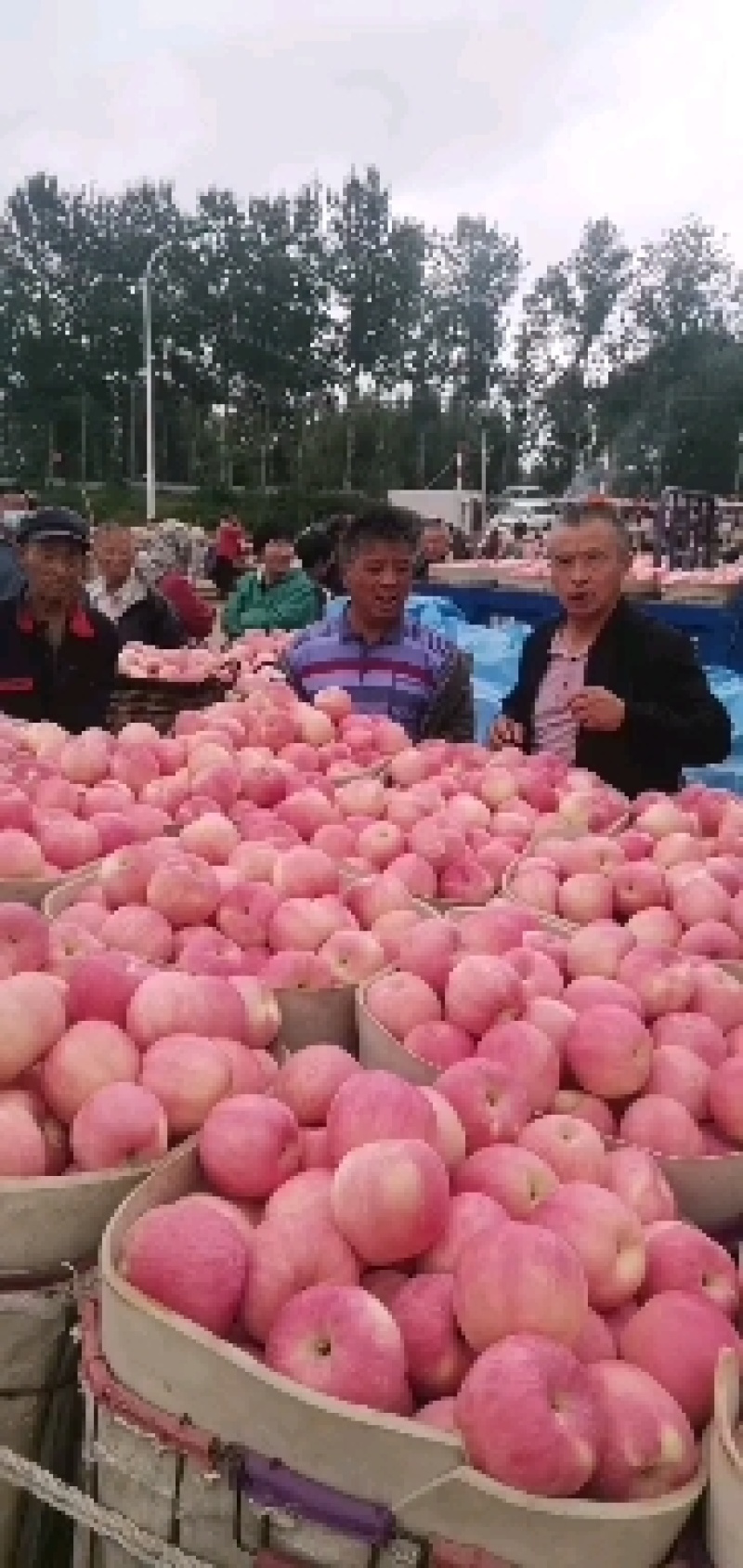 烟台栖霞红富士苹果代办，产地批发质优价廉，高品质的苹果，