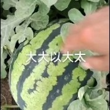 吉林西瓜产区大量有货庆红999平均十八九斤的平均二