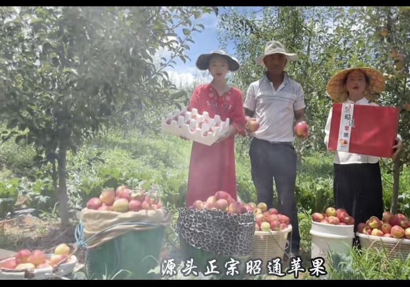 昭通市昭阳区苹果已大量上市。需要的老板请这一亩田上联系我