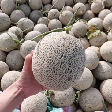 内蒙牛三网纹瓜。产地直供只做精品