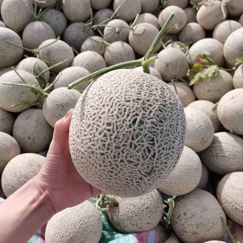 内蒙牛三网纹瓜。产地直供只做精品