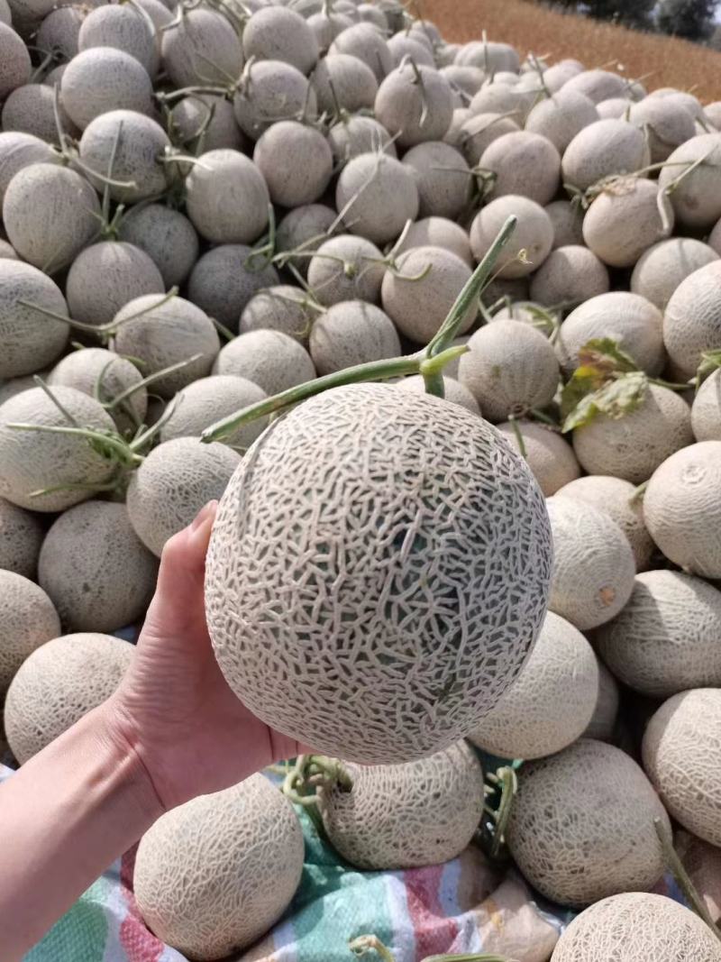 内蒙牛三网纹瓜。产地直供只做精品
