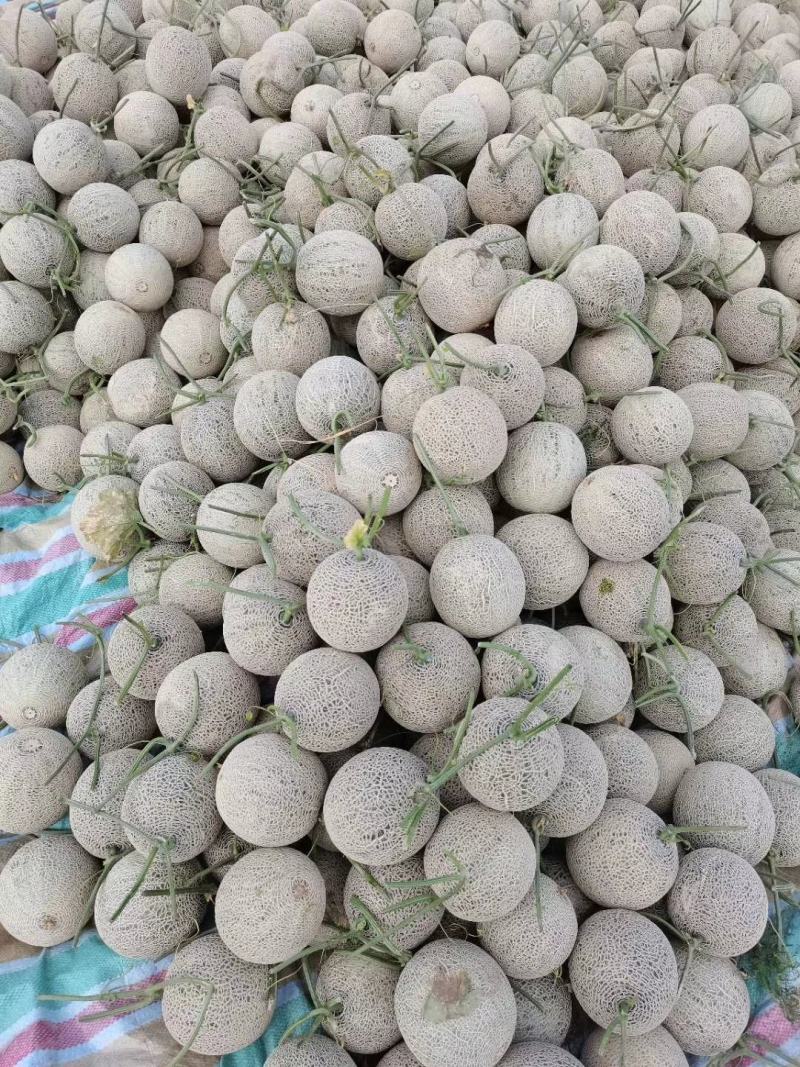 内蒙牛三网纹瓜。产地直供只做精品