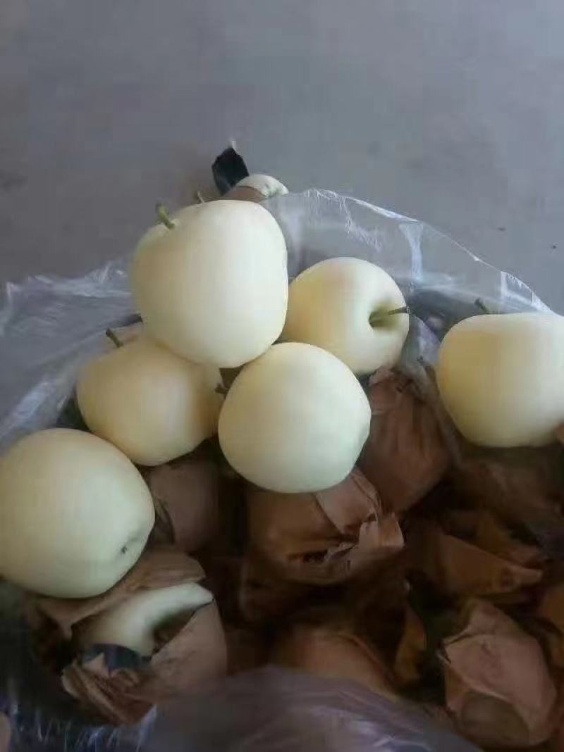 辽宁绥中黄元帅苹果，也叫金帅苹果，大个干净白，货源充足