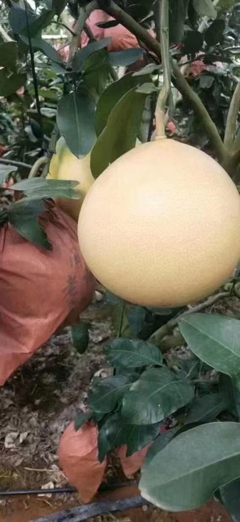 三红柚
