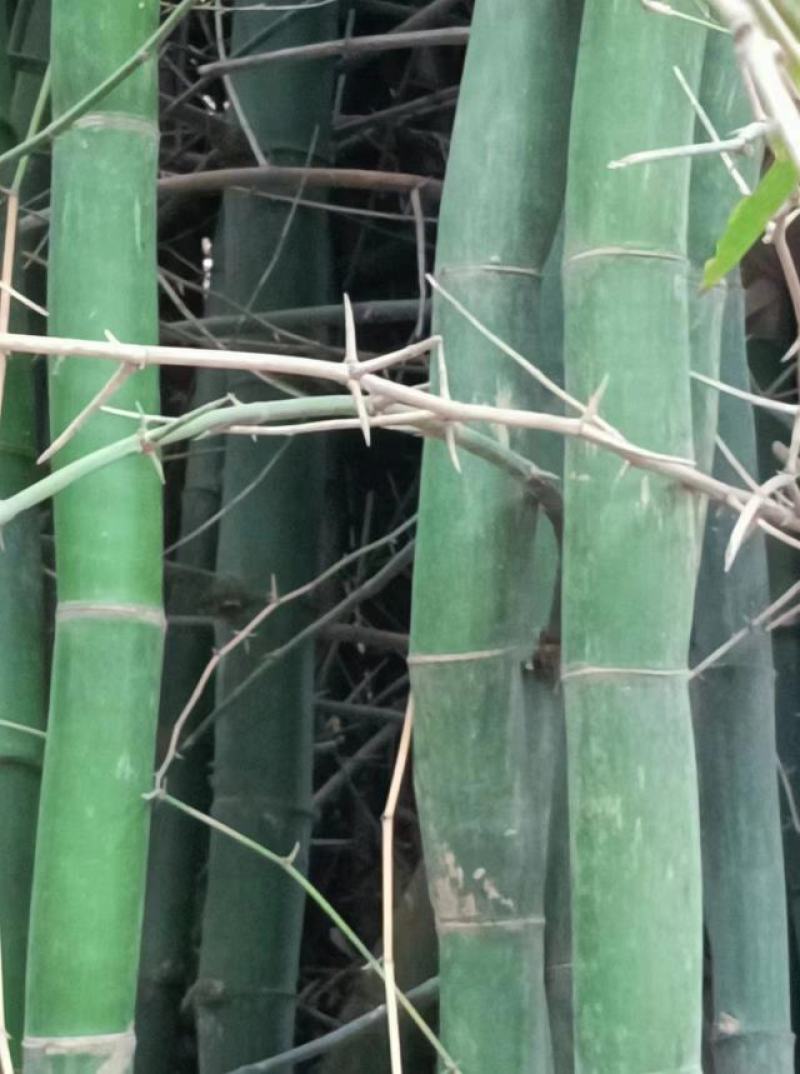 盆栽