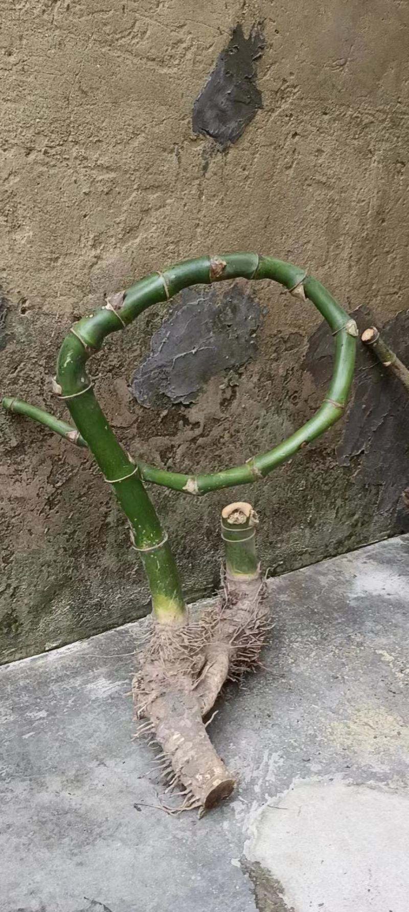盆栽