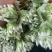 【韭菜花推荐】辽宁锦州市凌海韭菜花现在陆续供应8月初开始