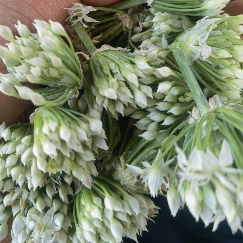 【韭菜花推荐】辽宁锦州市凌海韭菜花现在陆续供应8月初开始