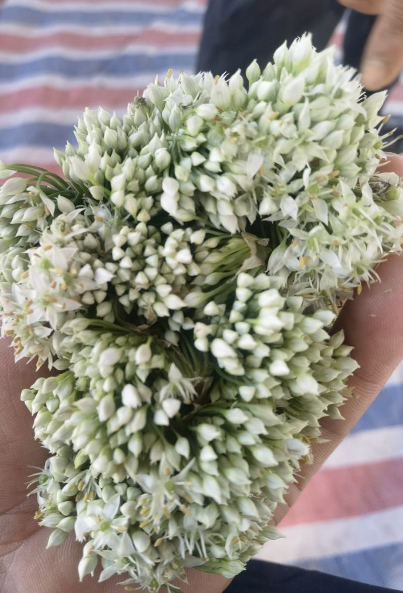 【韭菜花推荐】辽宁锦州市凌海韭菜花现在陆续供应8月初开始