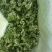 【韭菜花推荐】辽宁锦州市凌海韭菜花现在陆续供应8月初开始