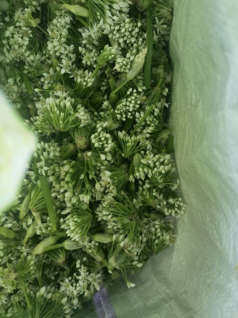 【韭菜花推荐】辽宁锦州市凌海韭菜花现在陆续供应8月初开始
