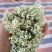 【韭菜花推荐】辽宁锦州市凌海韭菜花现在陆续供应8月初开始
