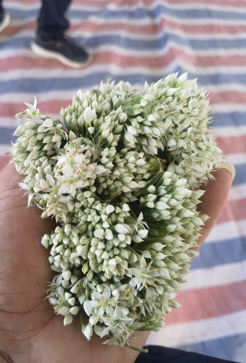 【韭菜花推荐】辽宁锦州市凌海韭菜花现在陆续供应8月初开始