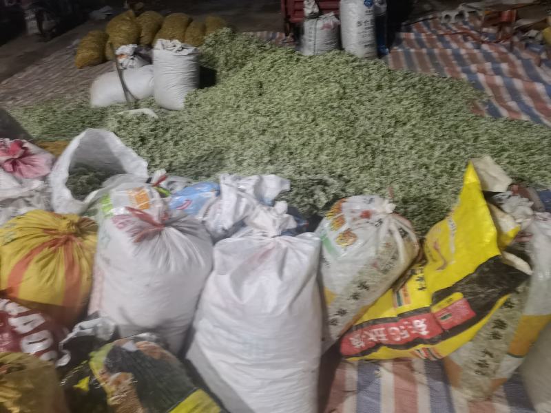 【韭菜花推荐】辽宁锦州市凌海韭菜花现在陆续供应8月初开始