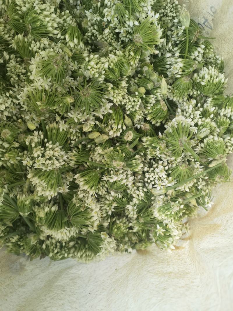 【韭菜花推荐】辽宁锦州市凌海韭菜花现在陆续供应8月初开始