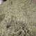 【韭菜花推荐】辽宁锦州市凌海韭菜花现在陆续供应8月初开始
