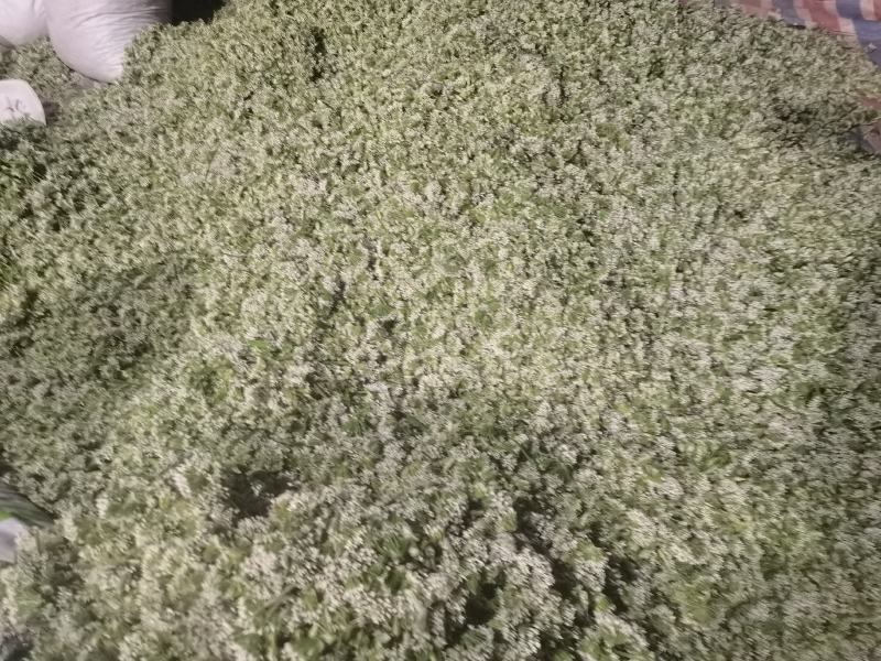 【韭菜花推荐】辽宁锦州市凌海韭菜花现在陆续供应8月初开始