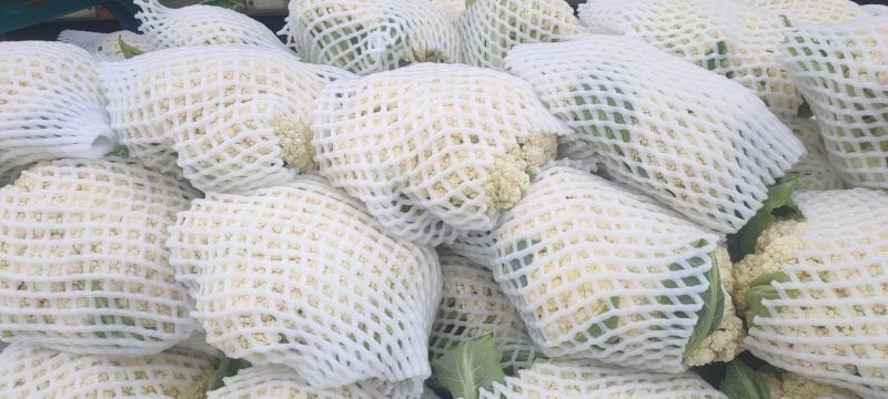 河北精品有机花已大量上市，产地货源，品质保证，量大从优