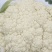 河北精品有机花已大量上市，产地货源，品质保证，量大从优